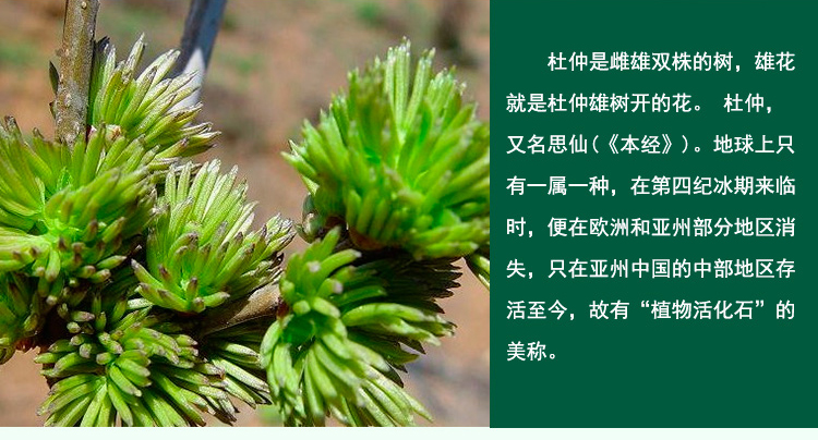 山西百圣杜仲茶